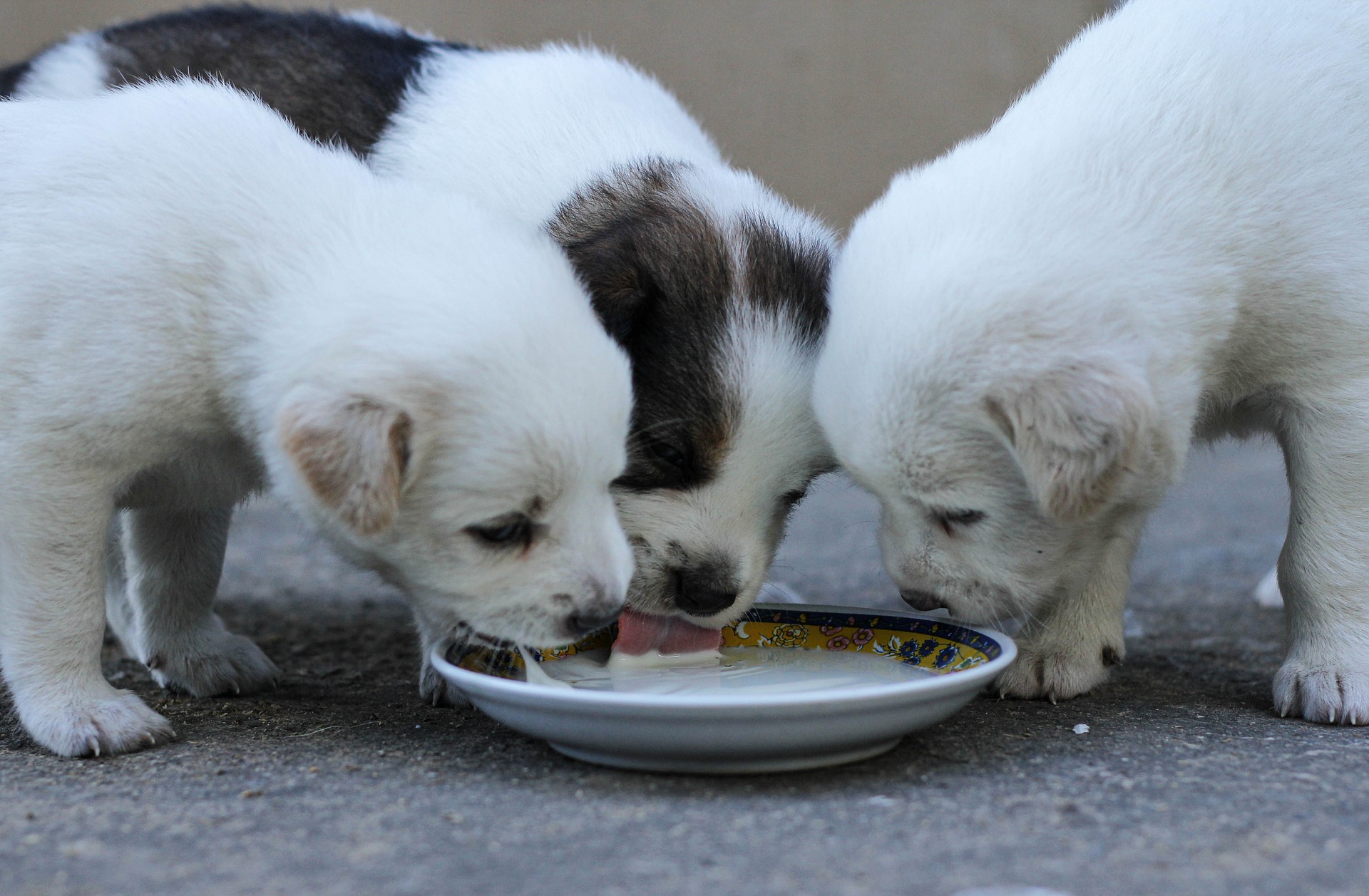 Dog food clearance and milk